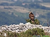 Uccelli accipitriformi 14-Falco pecchiaiolo.jpg
